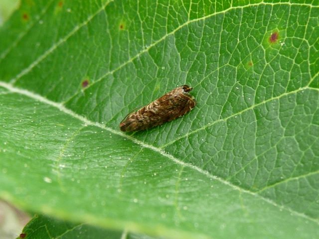 Kleiner Fruchtwickler2.jpg